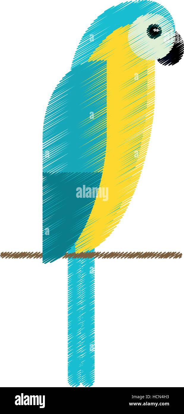 drawing blue and yellow macaw parrot brazil Stock Vector Image & Art