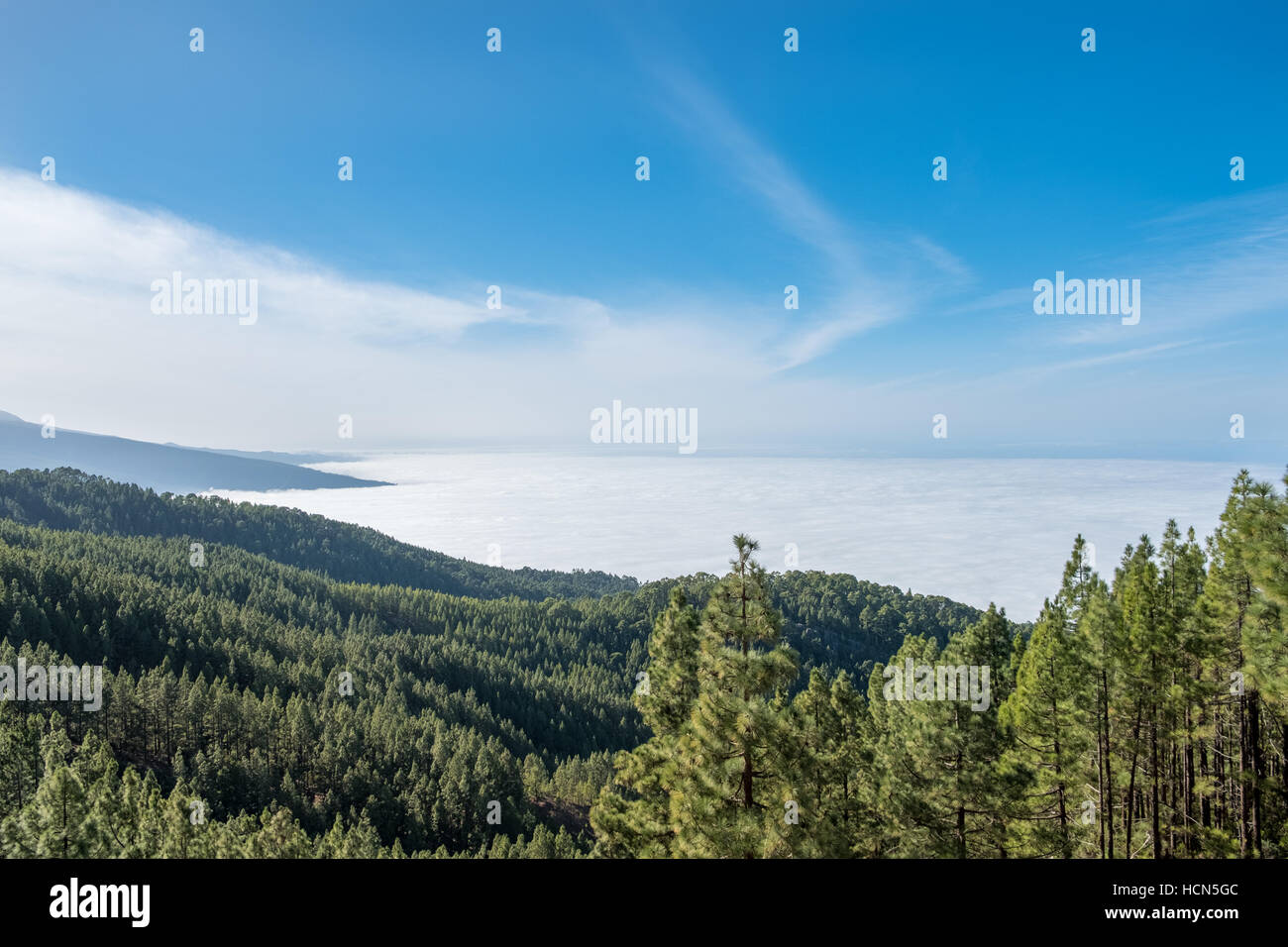 Coniferous forest  in mountain landscape over clouds Stock Photo