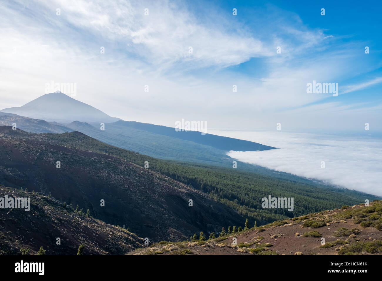 Forest, mountain landscape - Pico del Teide, Tenerife Stock Photo