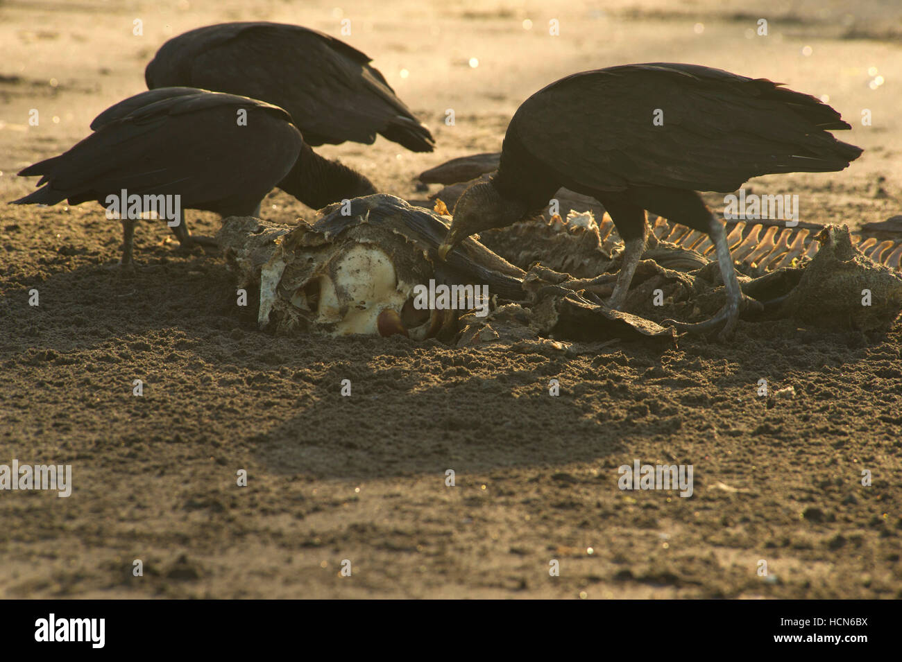 Black Vultures (Coragyps atratus) feeding on a dolphin carcass Stock Photo