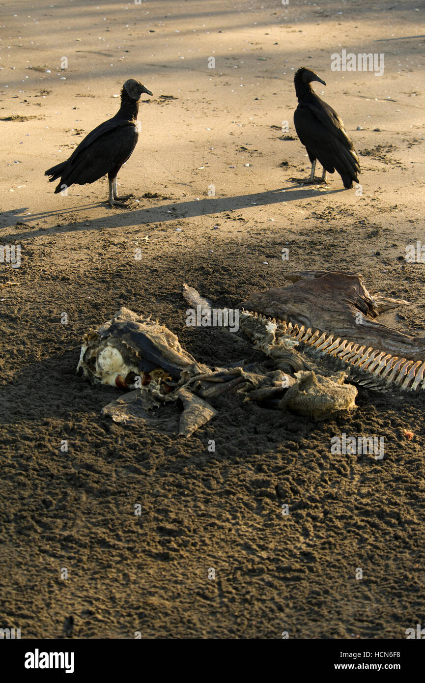 Black Vultures (Coragyps atratus) feeding on a dolphin carcass Stock Photo