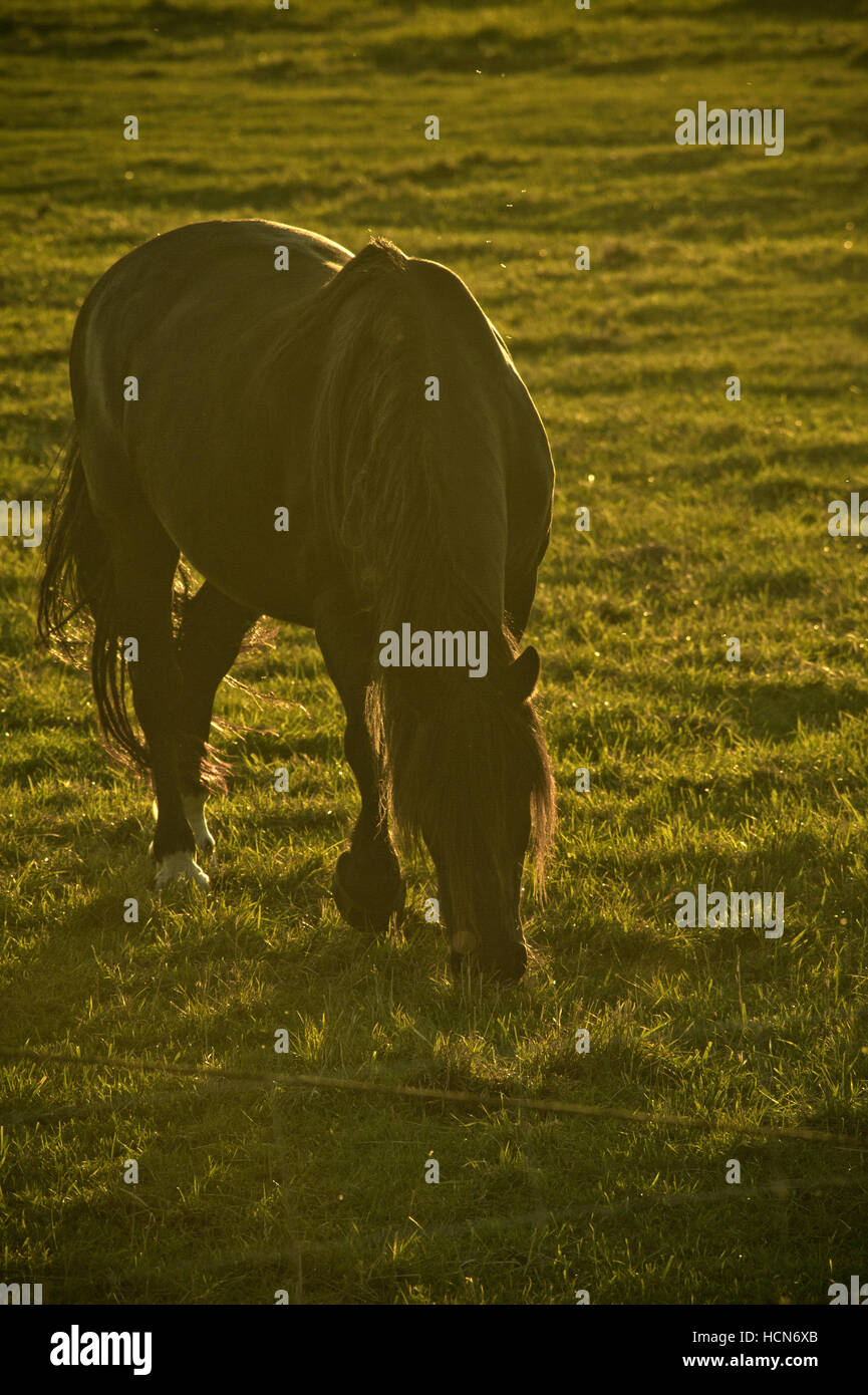 Horse grazing on a field of grass Stock Photo