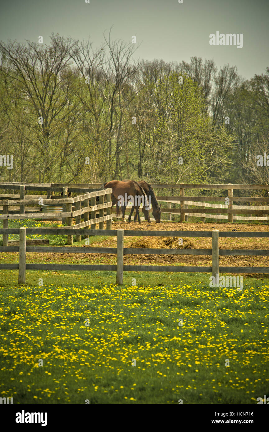 Fence of a horse farm in rural Ontario Stock Photo