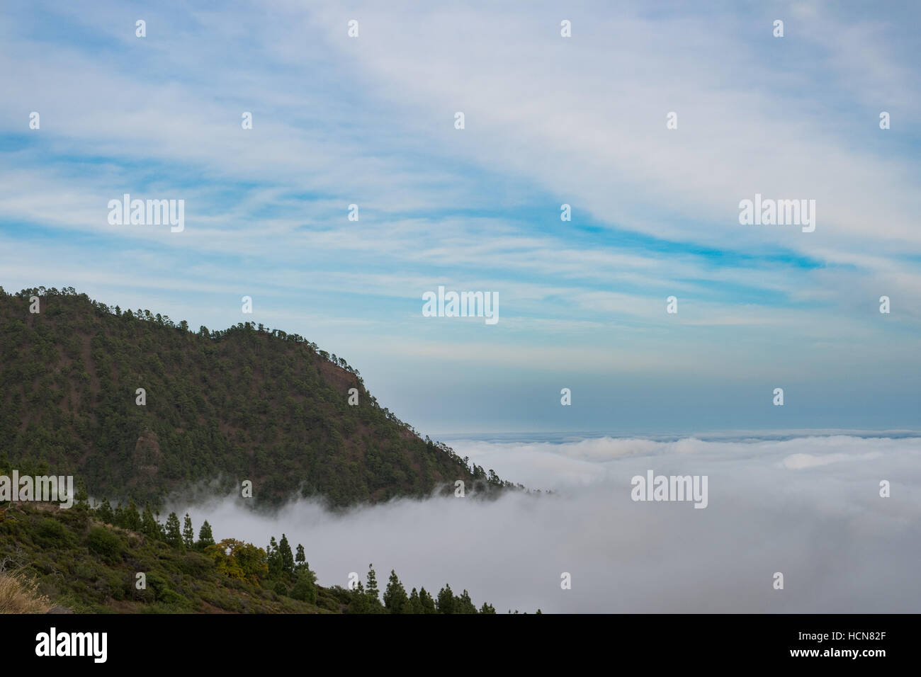 forest mountain landscape disappearing in sea of clouds Stock Photo