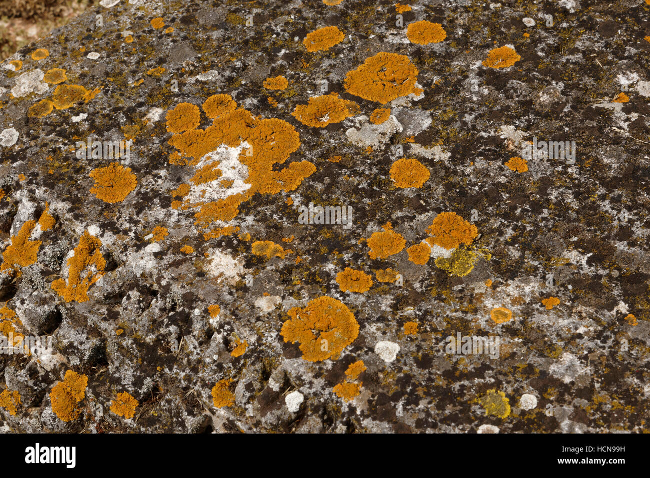 Ruins of ancient town Nesactium: lichen on a stone, near Vizače, Istria ...