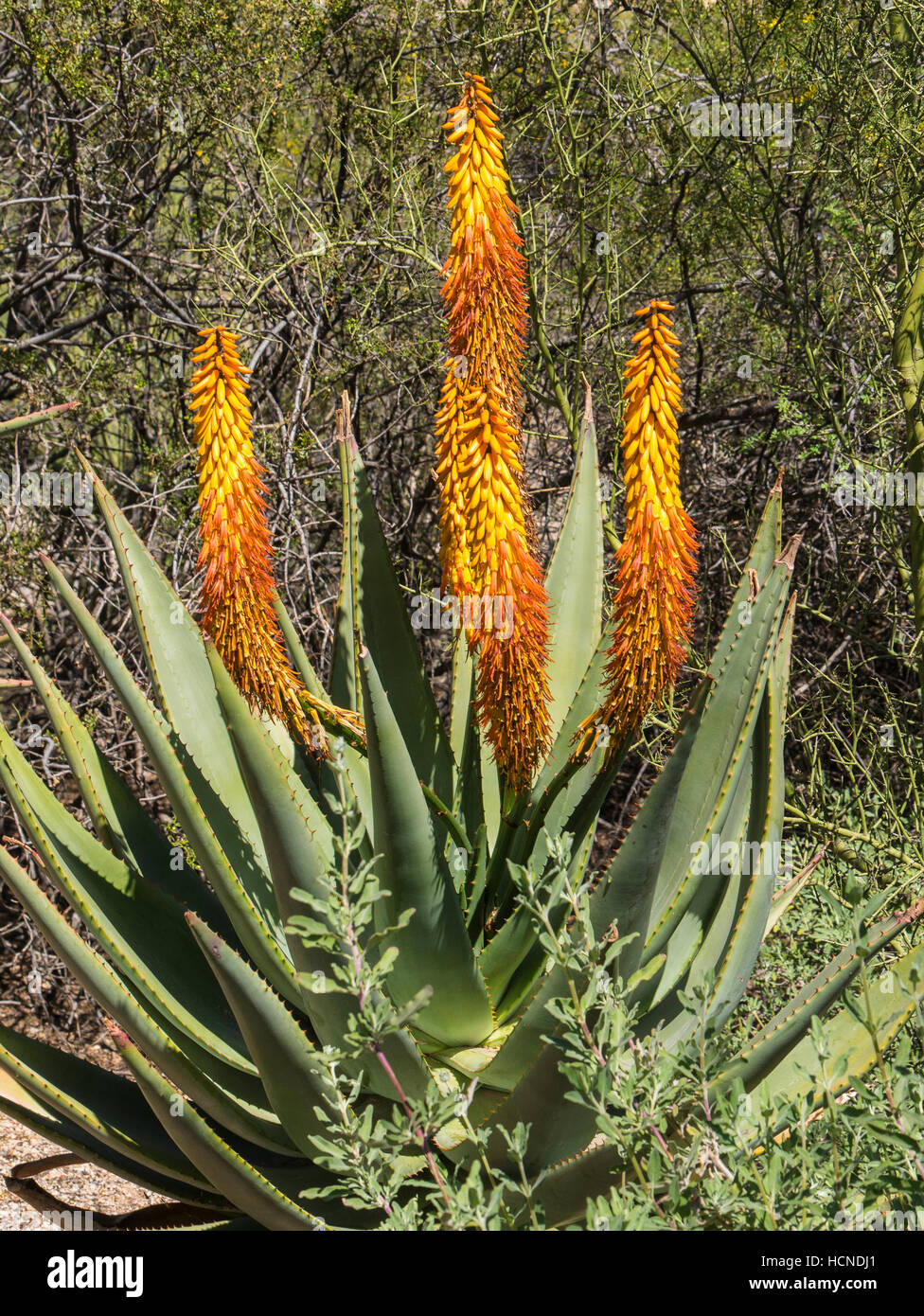 Cape Aloe (Aloe ferox) from South Africa, Tuscon Botanical Gardens, Tucson, Arizona. Stock Photo