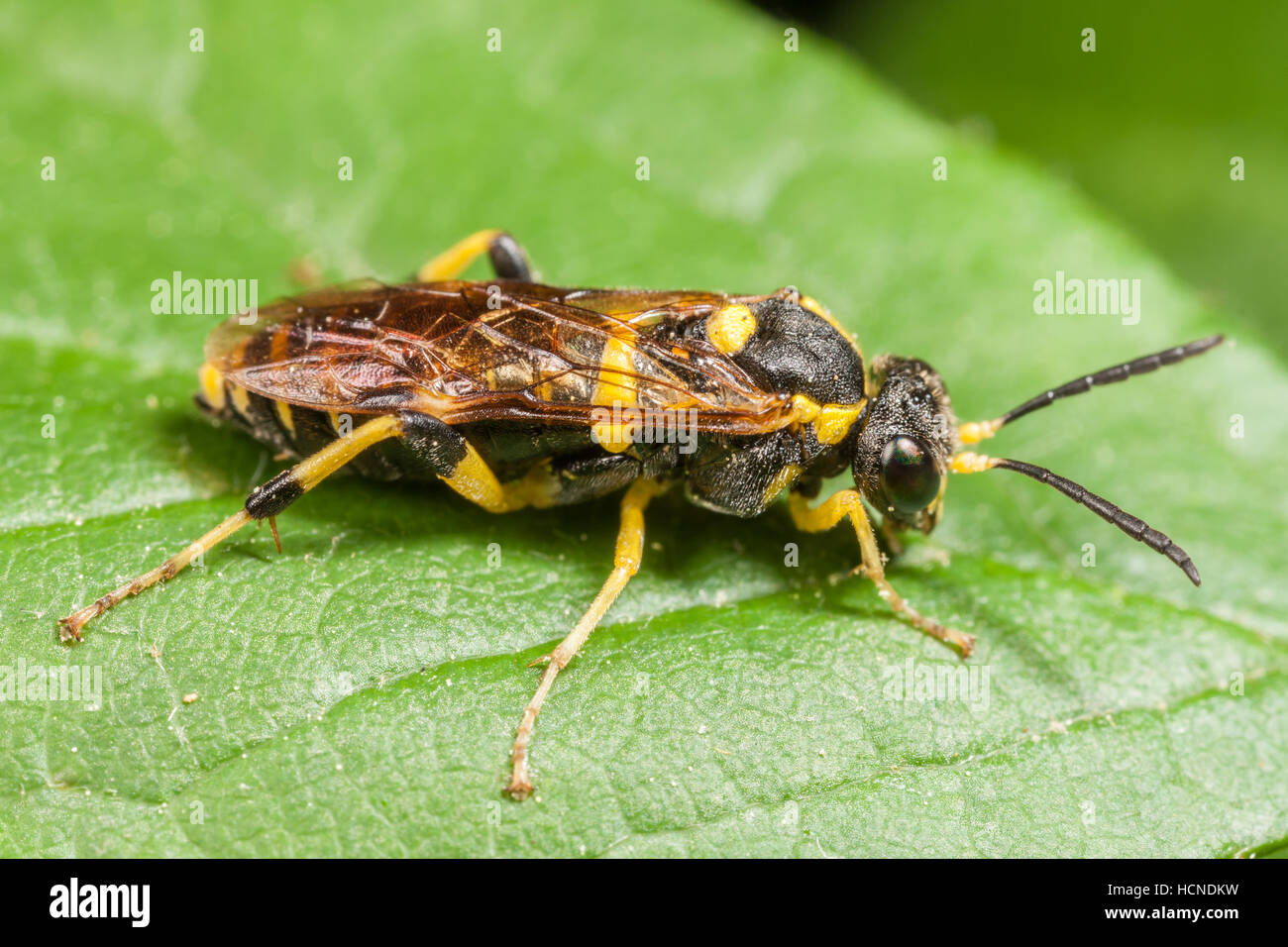A Common Sawfly (Macrophya succincta) perches on a leaf. Stock Photo