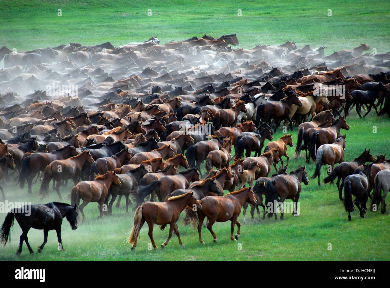 TWO HORSES OF GENGHIS KHAN, (aka DAS LIED VON DEN ZWEI PFERDEN), 2009. ©Bayerischer Rundfunk