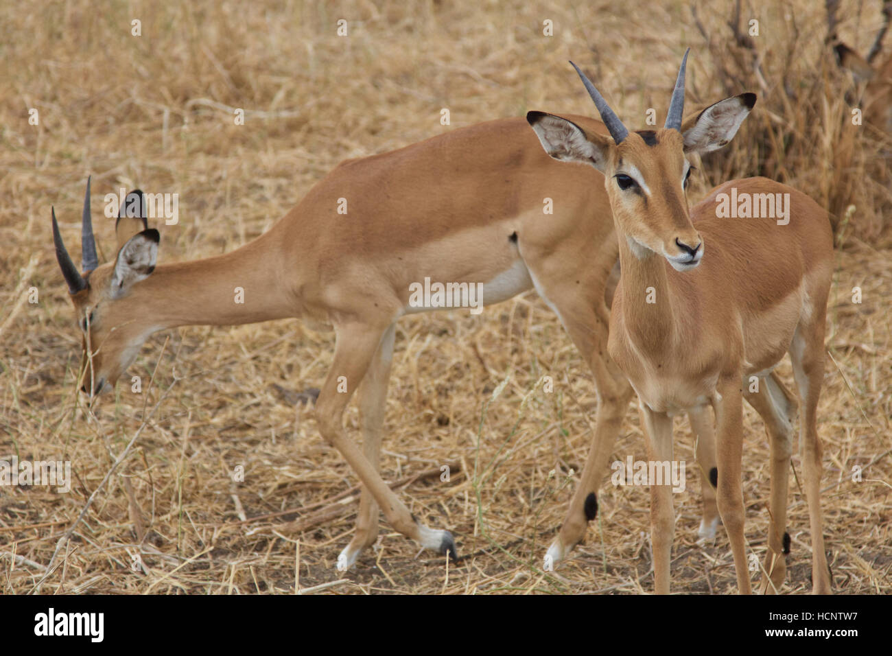 Young impalas hi-res stock photography and images - Alamy