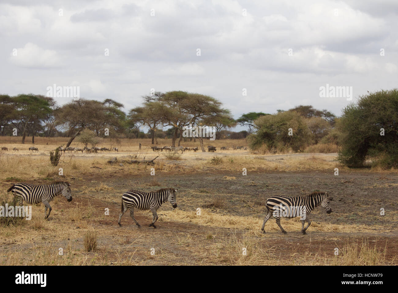 Zebras Following Each Other Stock Photo