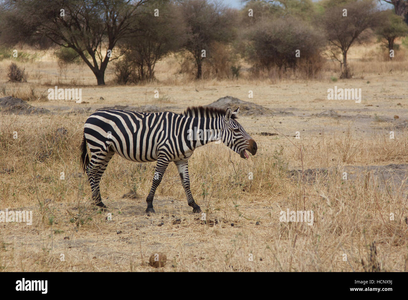 Braying Zebra Stock Photo