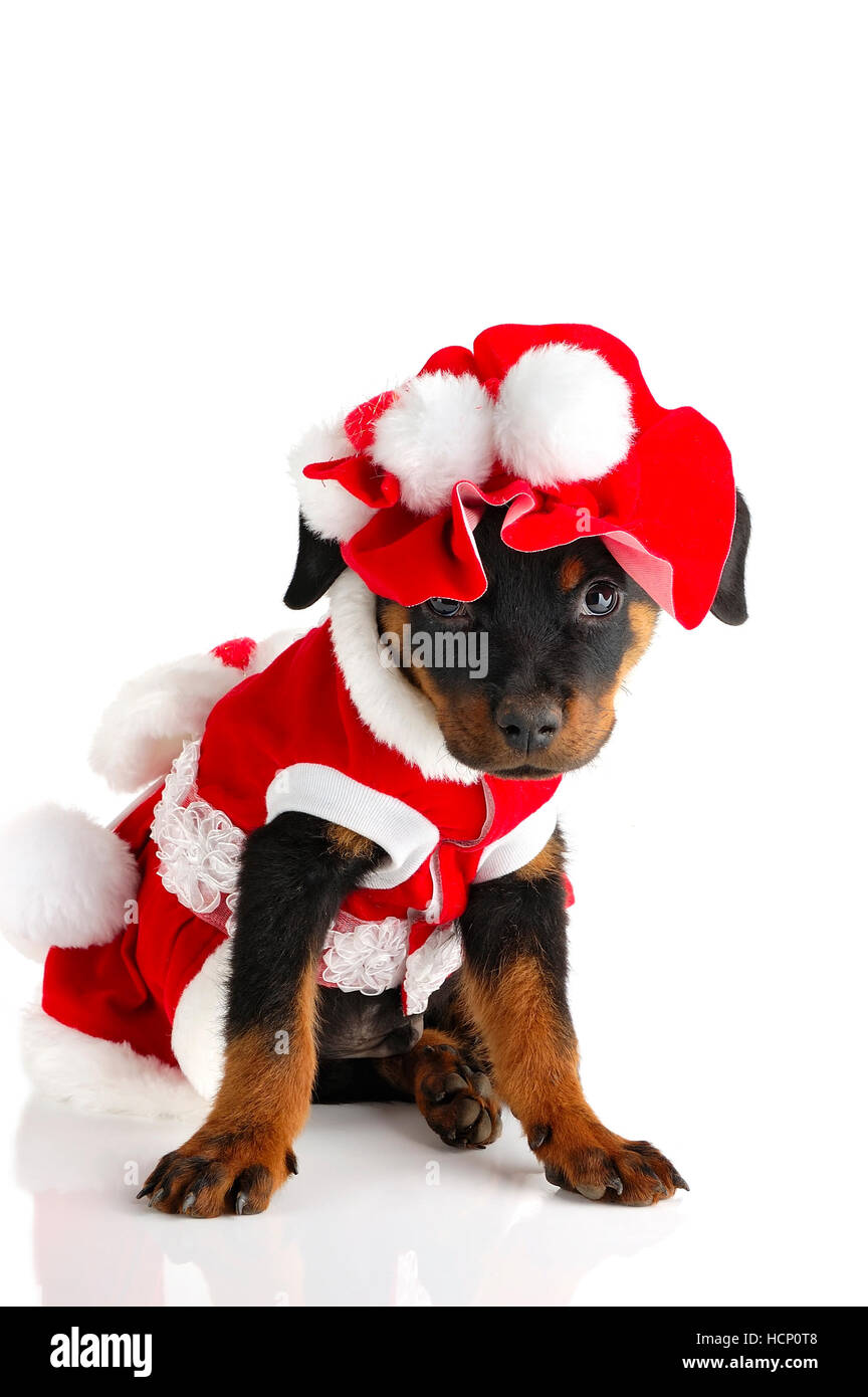 Cute rottweiler puppy wearing santa costume on white background Stock Photo  - Alamy