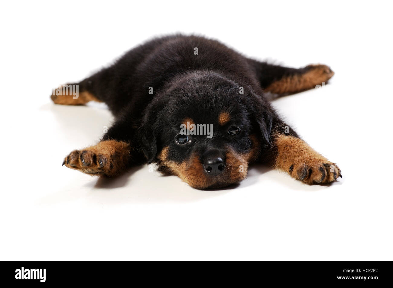 cute baby rottweiler