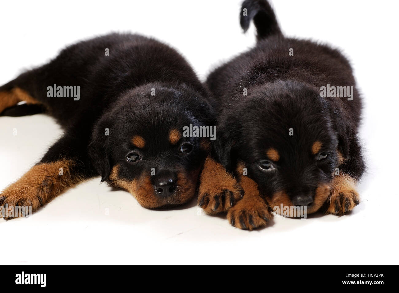 Two Happy Rottweilers Two cute rottweiler puppies at white background Stock Photo - Alamy