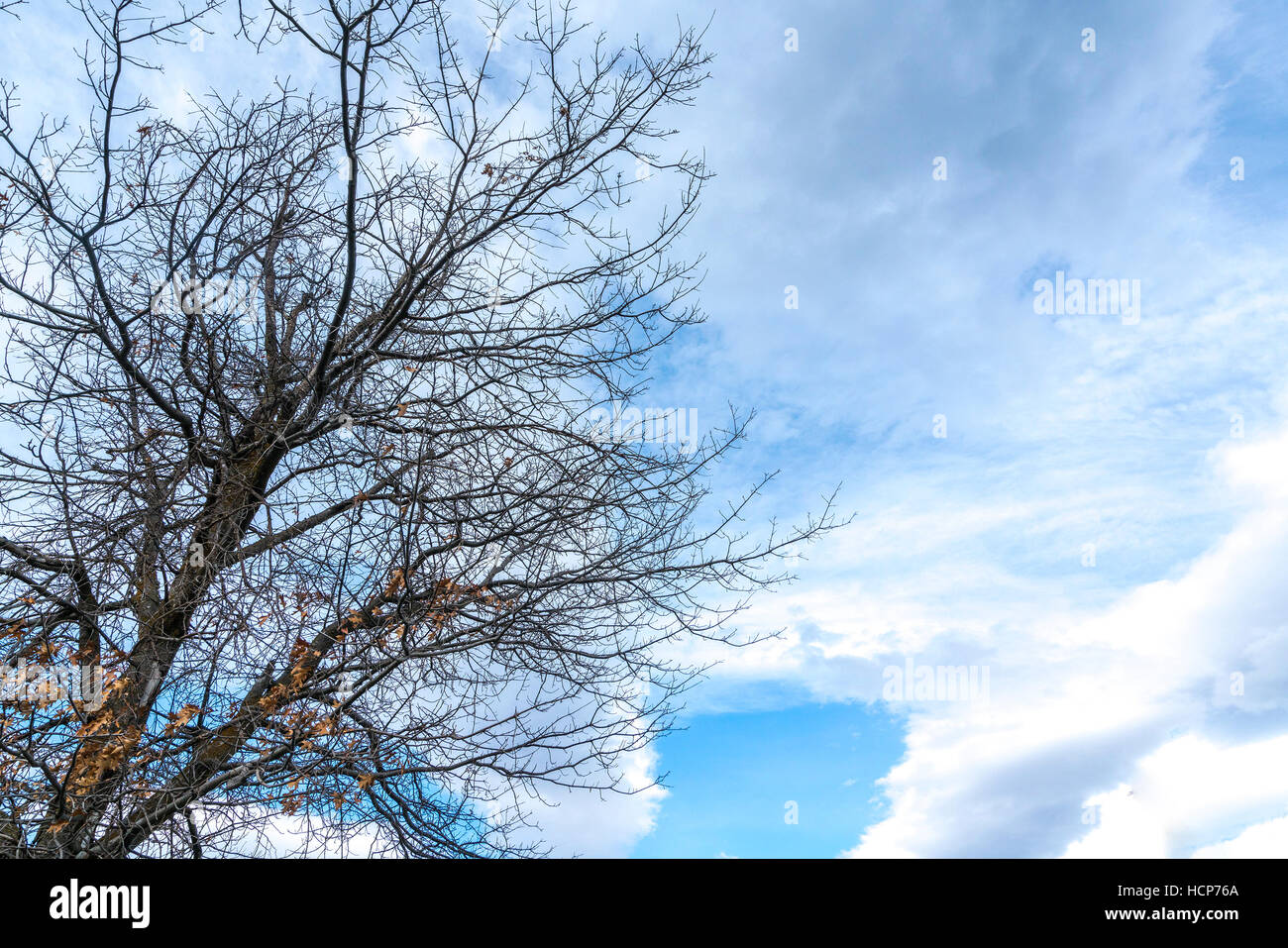 Dead tree branch against blue sky Stock Photo - Alamy