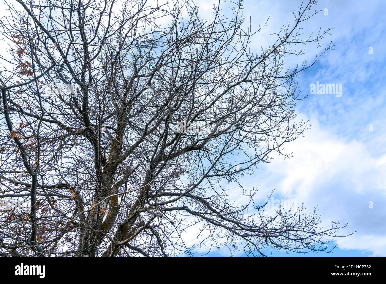 Dead tree branch against blue sky Stock Photo - Alamy