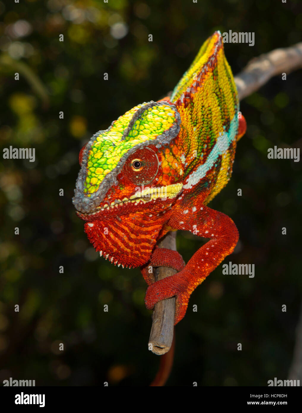 Panther chameleon (Furcifer pardalis), male, between Ambilobe and Sirama, northwestern Madagascar, Madagascar Stock Photo