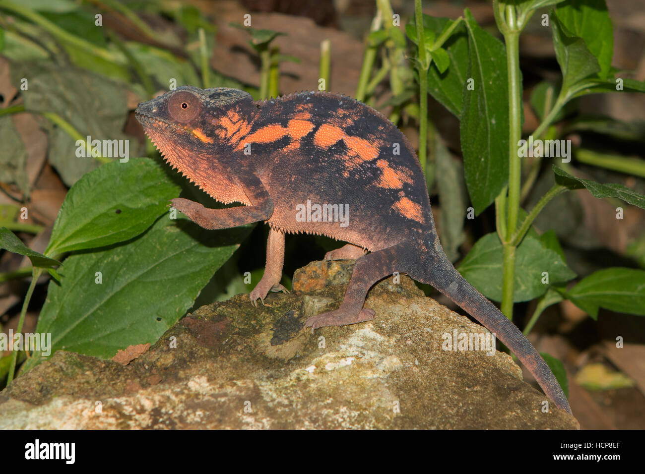 Panther chameleon (Furcifer pardalis), female, Island of Nosy Be, also Nossi-bé or Nosse Be, northwestern coast, Madagascar Stock Photo