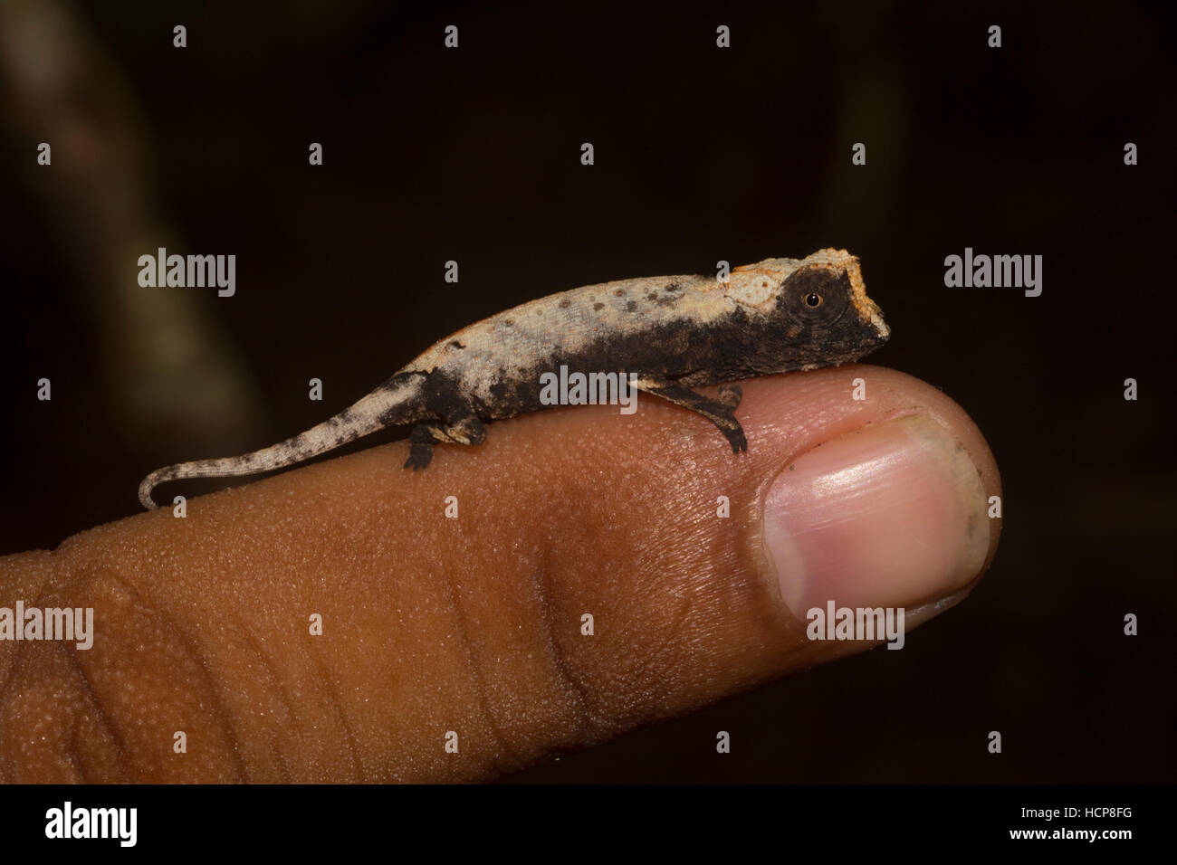 Plated leaf chameleon (Brookesia stumpffi), rainforest, Lokobe National Park, Island of Nosy Be, also Nossi-bé or Nosse Be Stock Photo