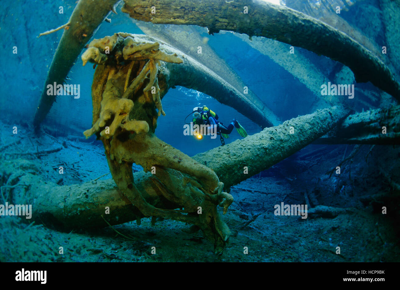 Diver in a spring with sunken tree trunks Stock Photo