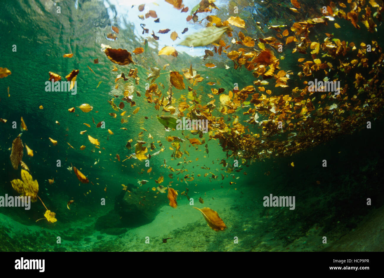 Underwater picture of a mountain stream with autumn leaves on the water surface Stock Photo