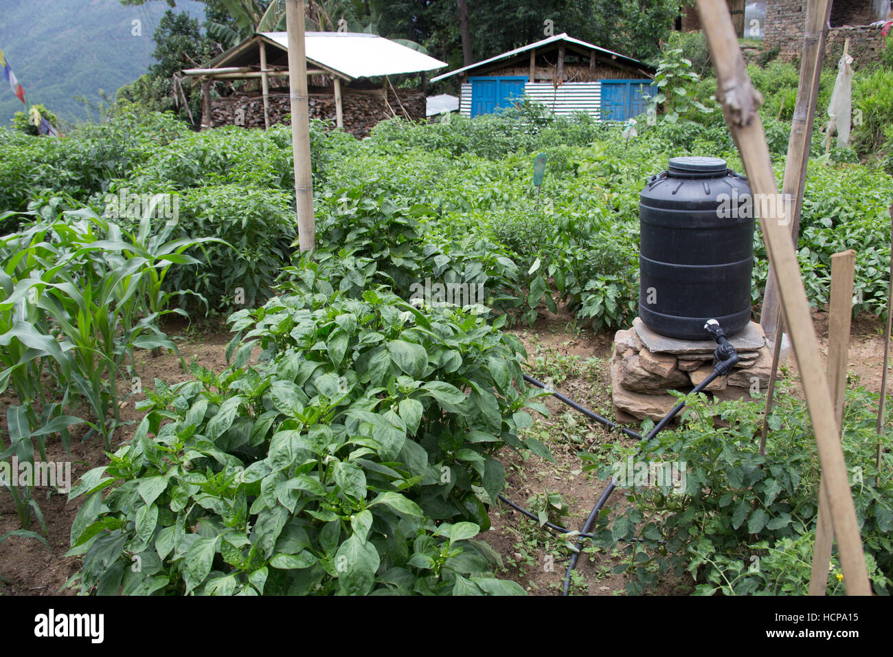 Drip irrigation in Sindupalchuk, Nepal Stock Photo