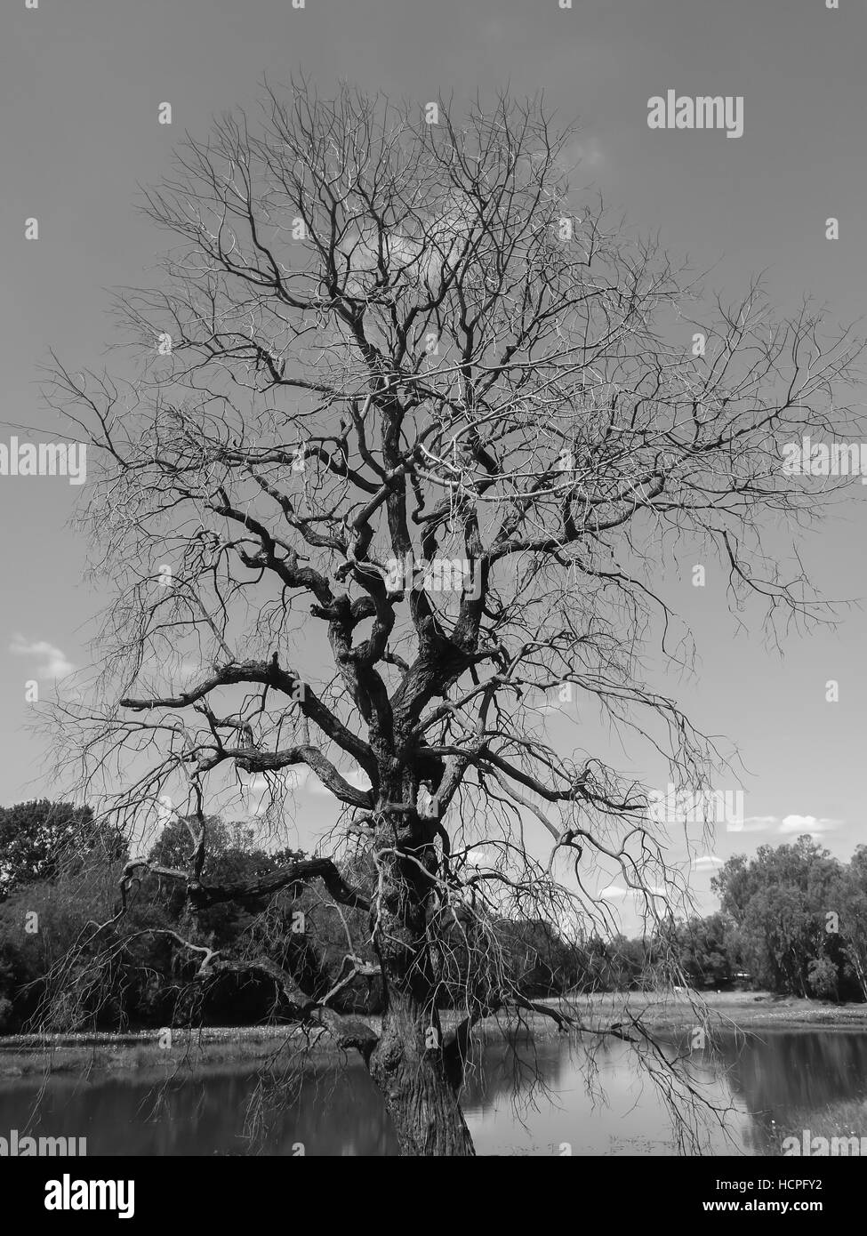 Dead trees on nature environment, Monochrome picture Stock Photo Alamy