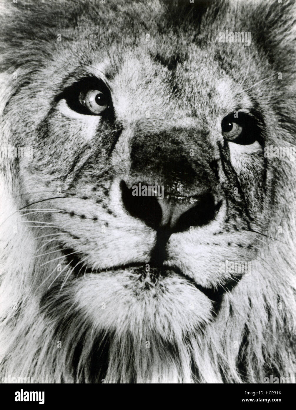 CLARENCE THE CROSSEYED LION, 1965 Stock Photo Alamy