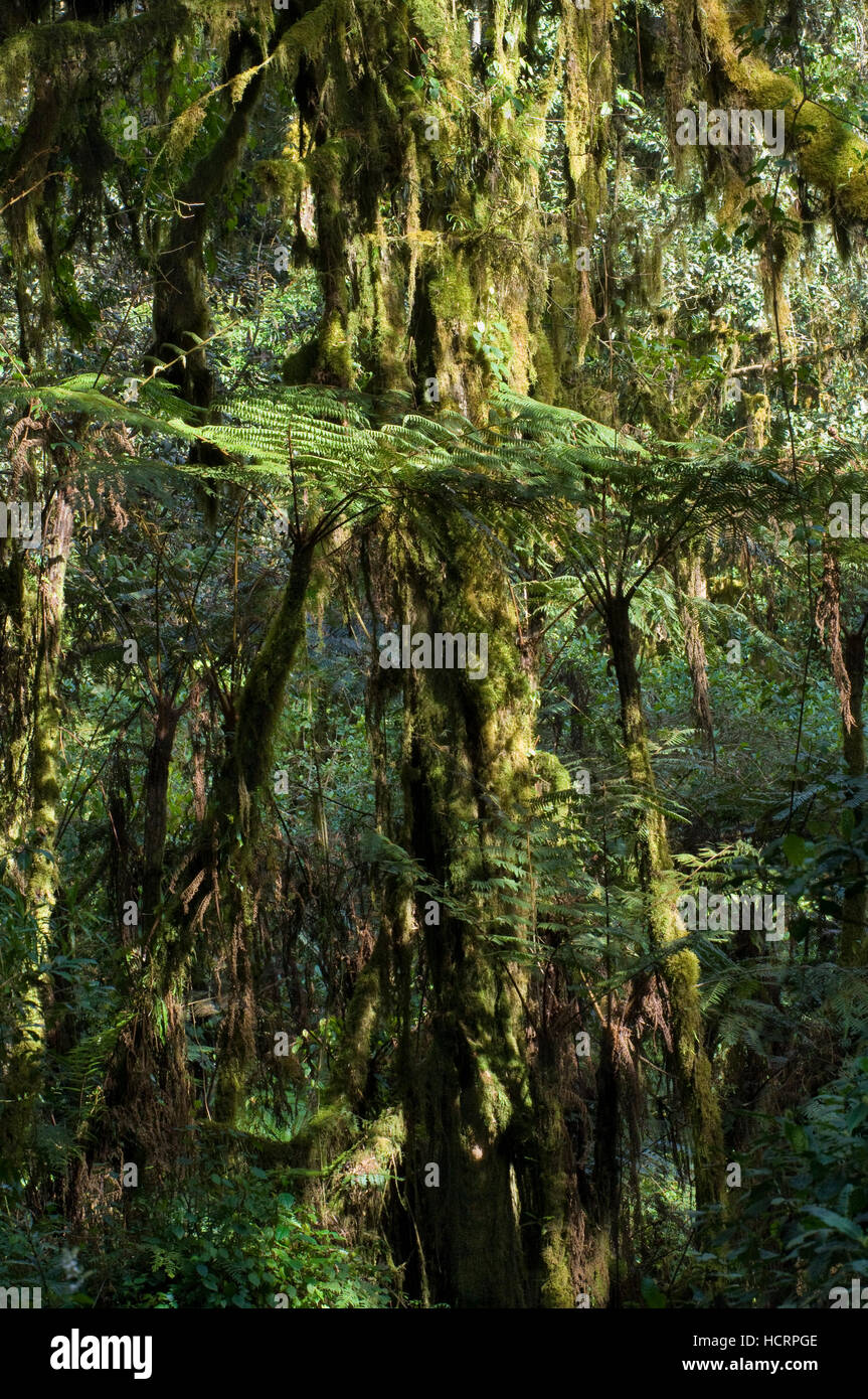 Tree ferns (Cyathea manniana) growing in the forest along Mweka route, Kilimanjaro, Tanzania Stock Photo
