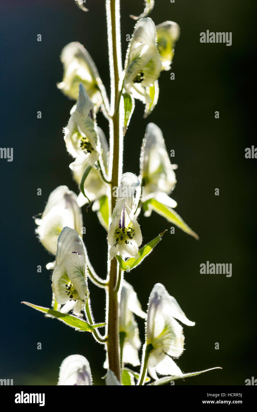 White variant of Columbian monkshood or western monkshood (Aconitum columbianum) in bloom in Oregon's Wallowa Mountains. Stock Photo