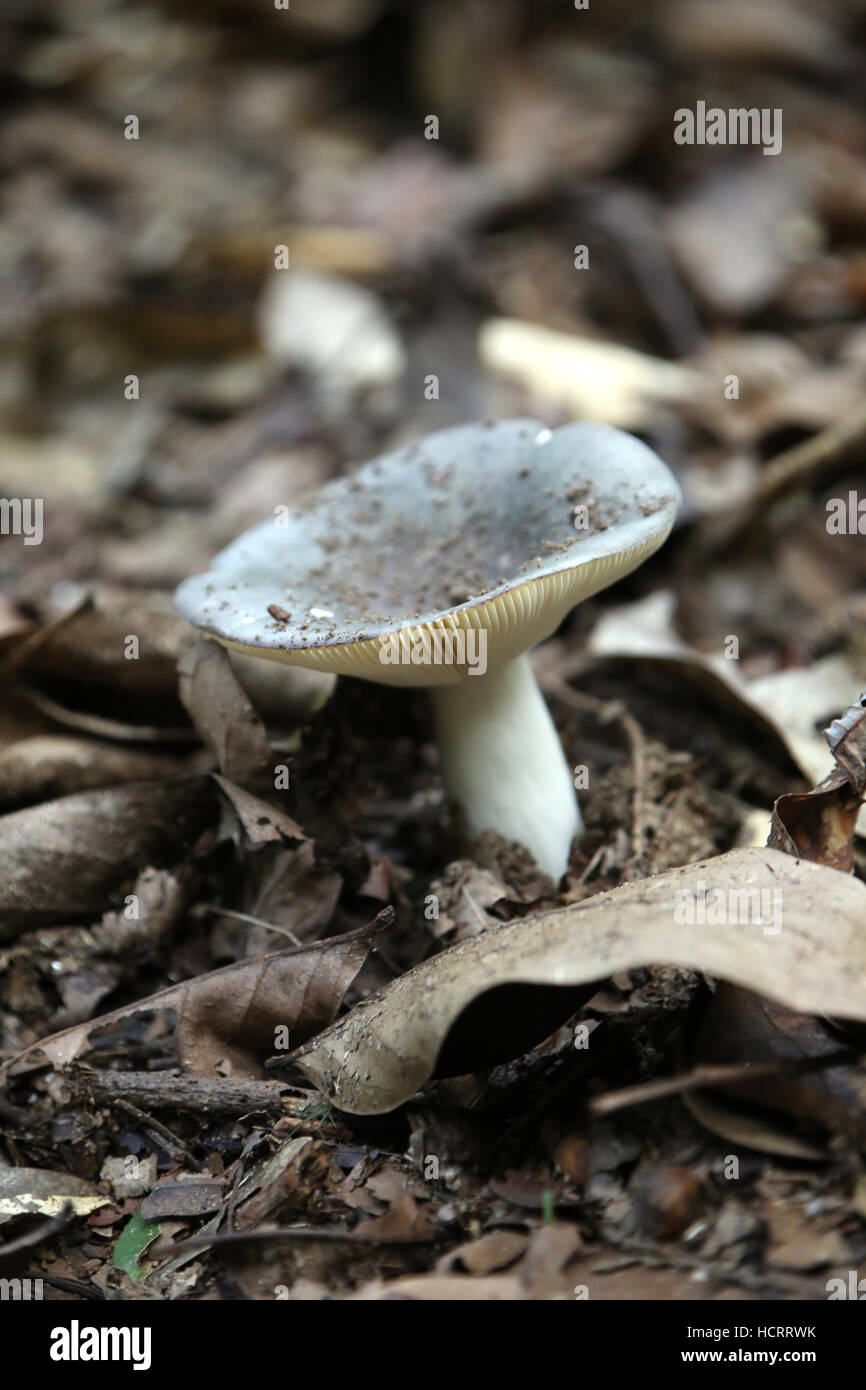 Wild mushroom or fungi growing in the forest, on the outskirts of