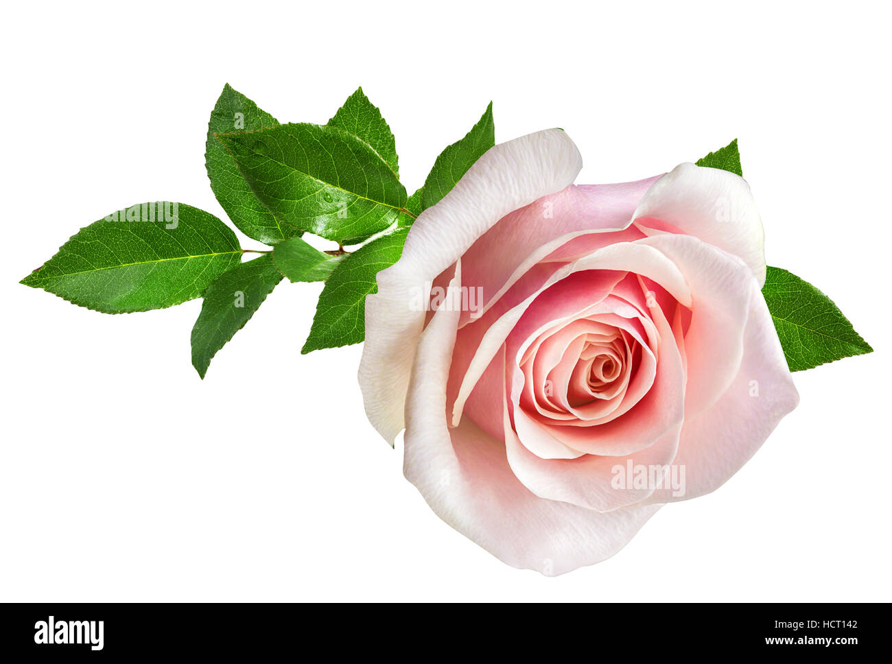 rose isolated on the white background Stock Photo - Alamy