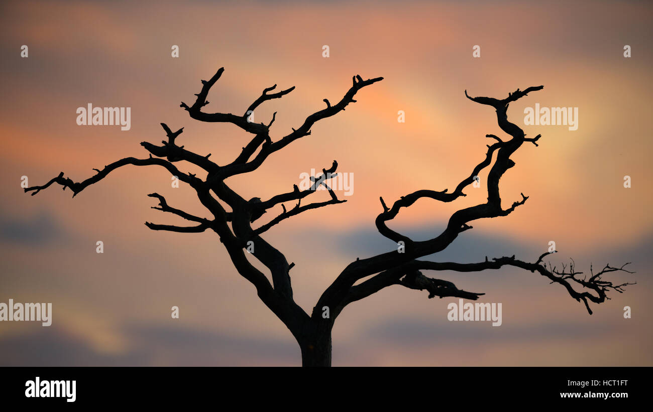 Silhouette of a dead tree with sunset sky Stock Photo - Alamy