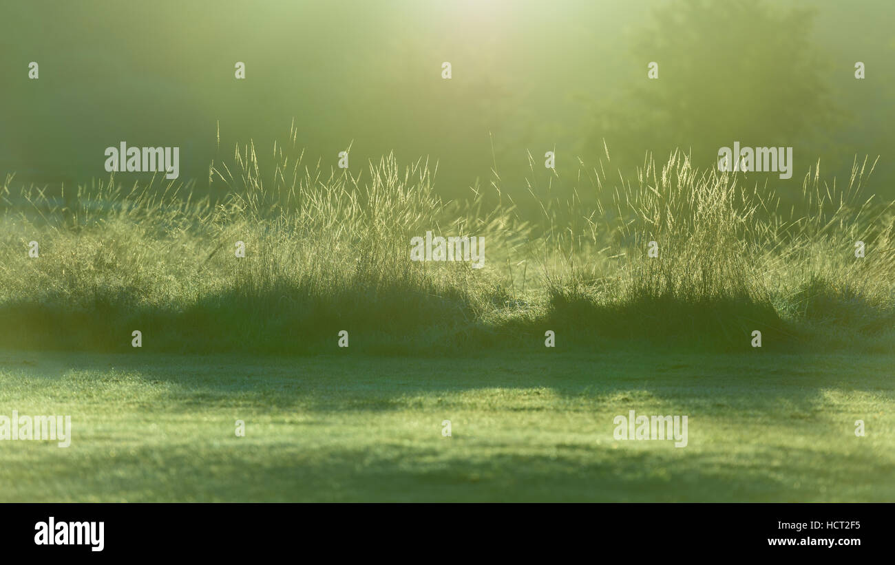 Grasses backlit hi-res stock photography and images - Alamy