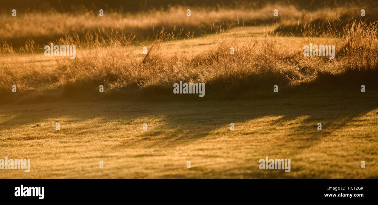 Grass shadows in rural field at sunrise Stock Photo