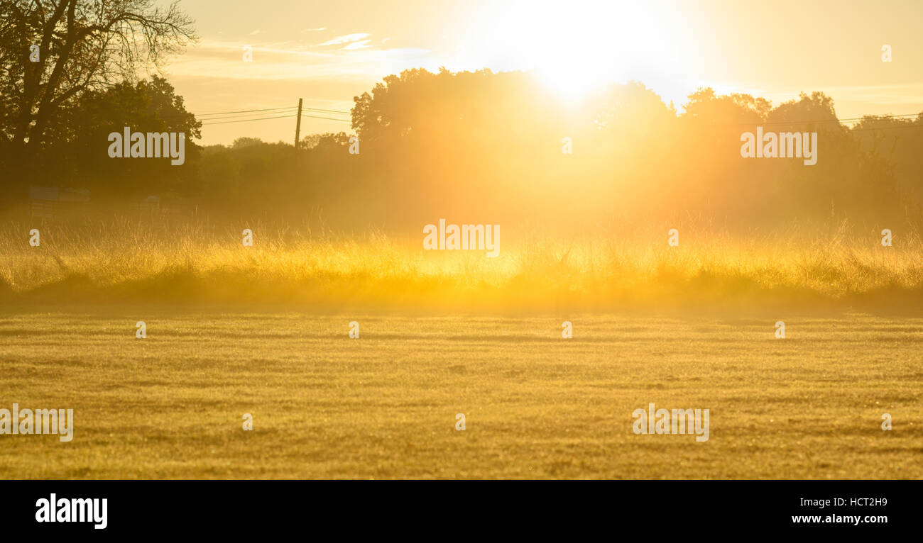 Sunrise field with tall grasses Stock Photo