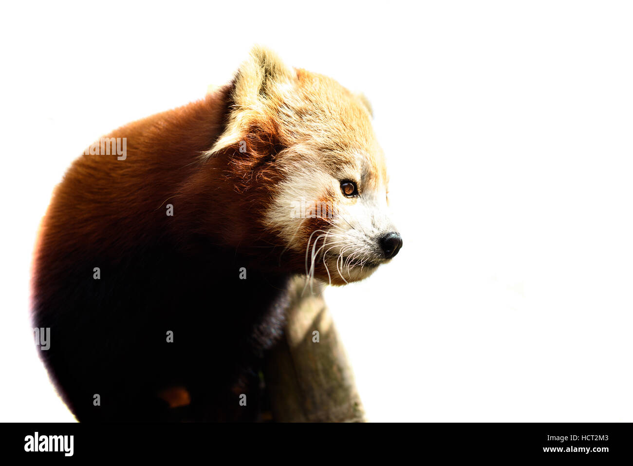 Red Panda, Firefox, Isolated on white, Side View Stock Photo