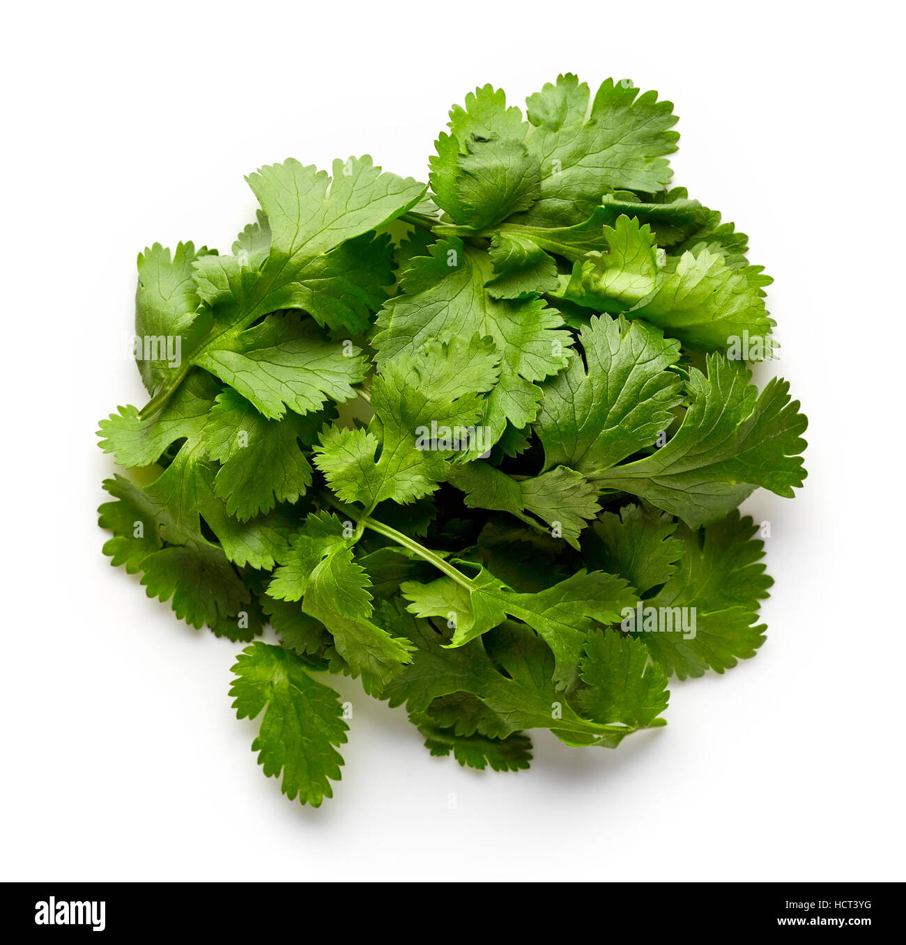 Heap of coriander leaves isolated on white background, top view Stock ...