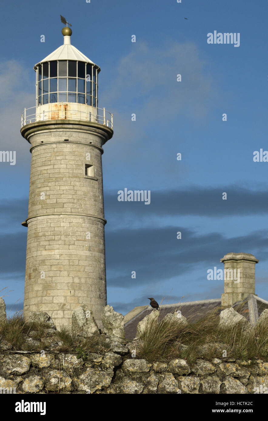 Lundy Old Light with Starling - Sturnus vulgaris Stock Photo