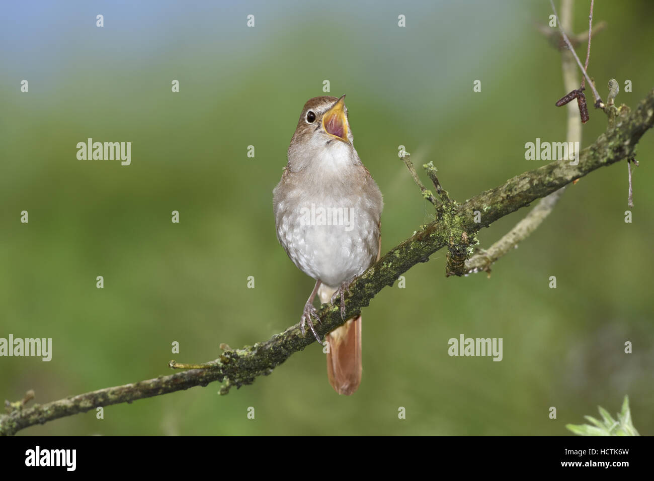 Nightingale - Luscinia megarhynchos Stock Photo