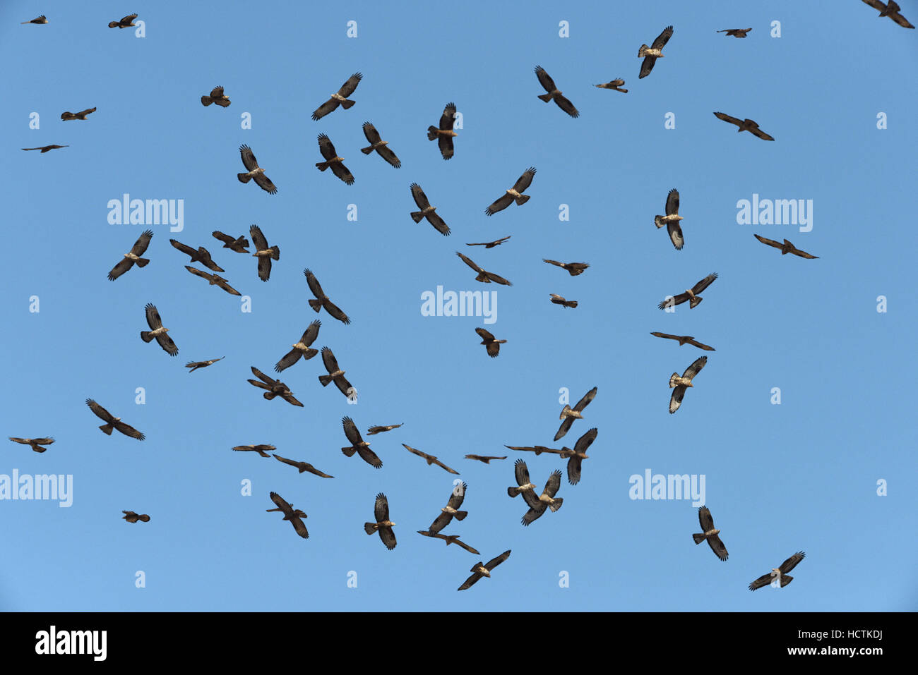 Flock of buzzards hires stock photography and images Alamy