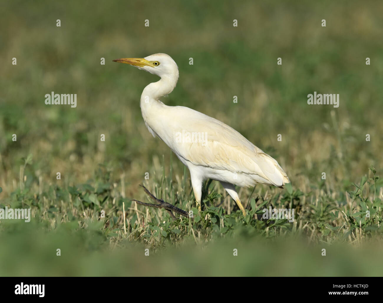 Cattle Egret - Bubulcus ibis Stock Photo