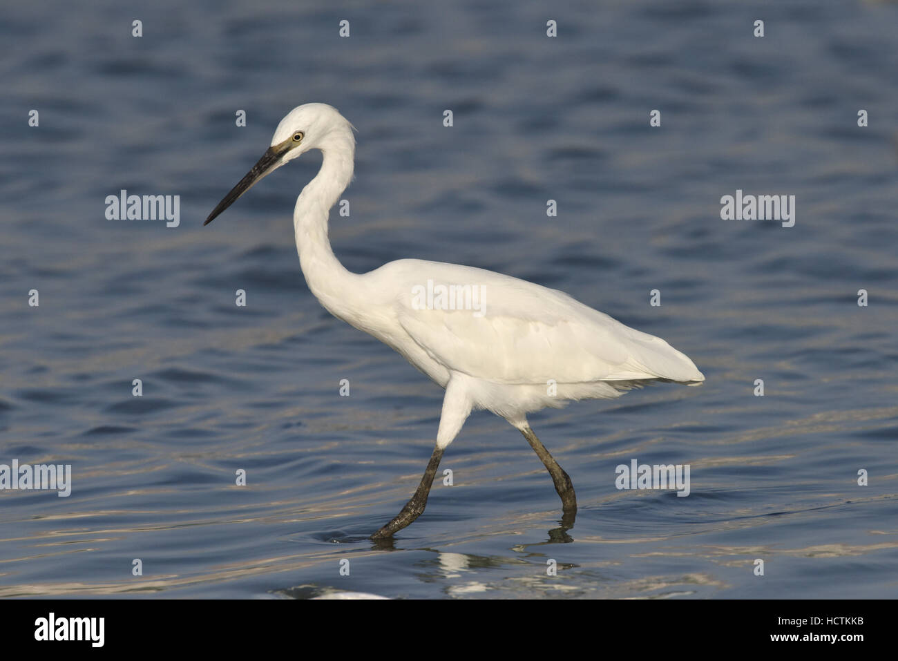 Little Egret - Egretta garzetta Stock Photo