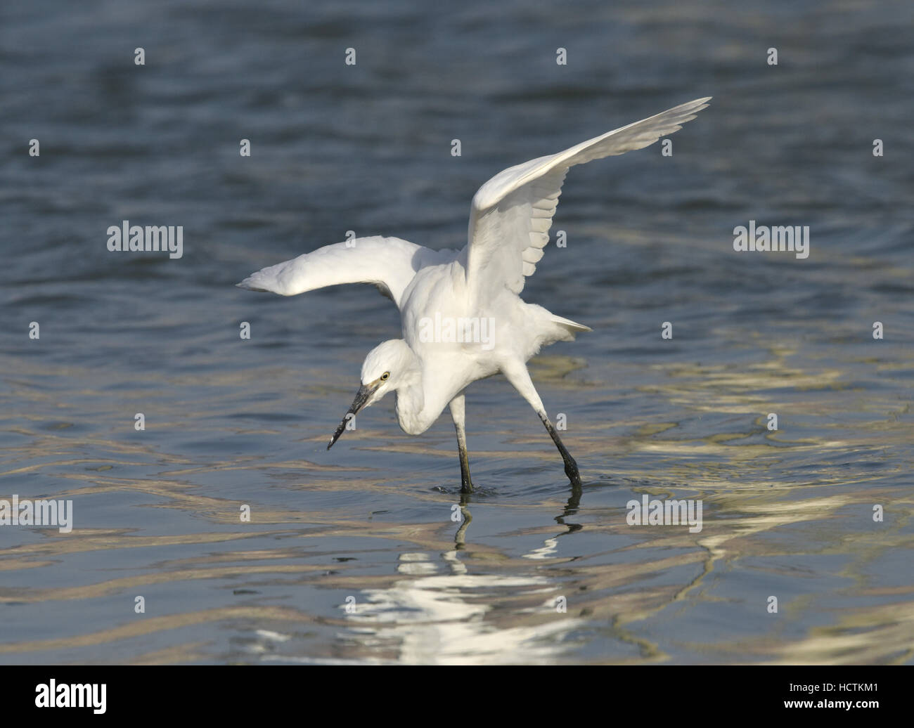 Little Egret - Egretta garzetta Stock Photo