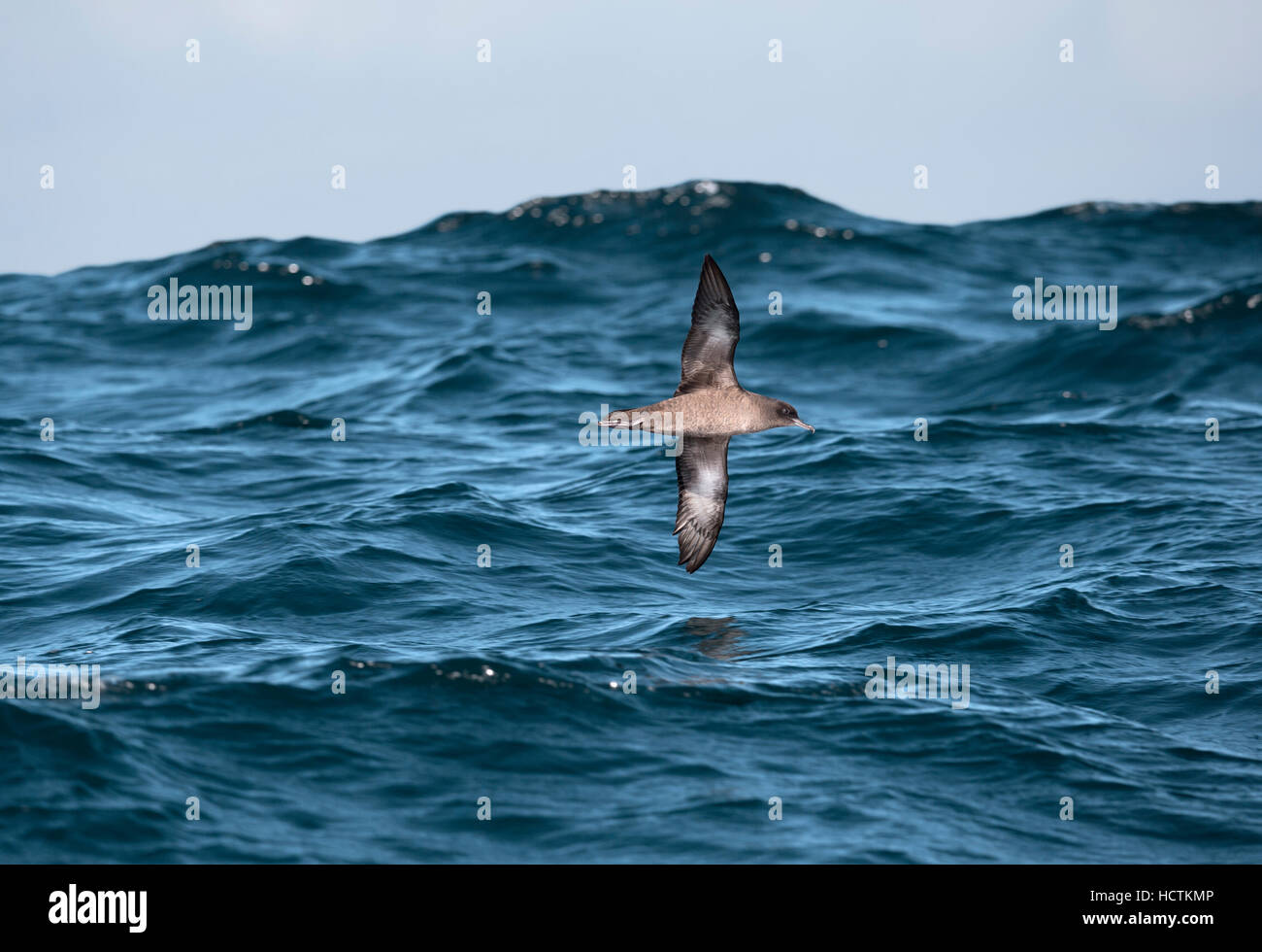 Sooty Shearwater - Puffinus griseus Stock Photo