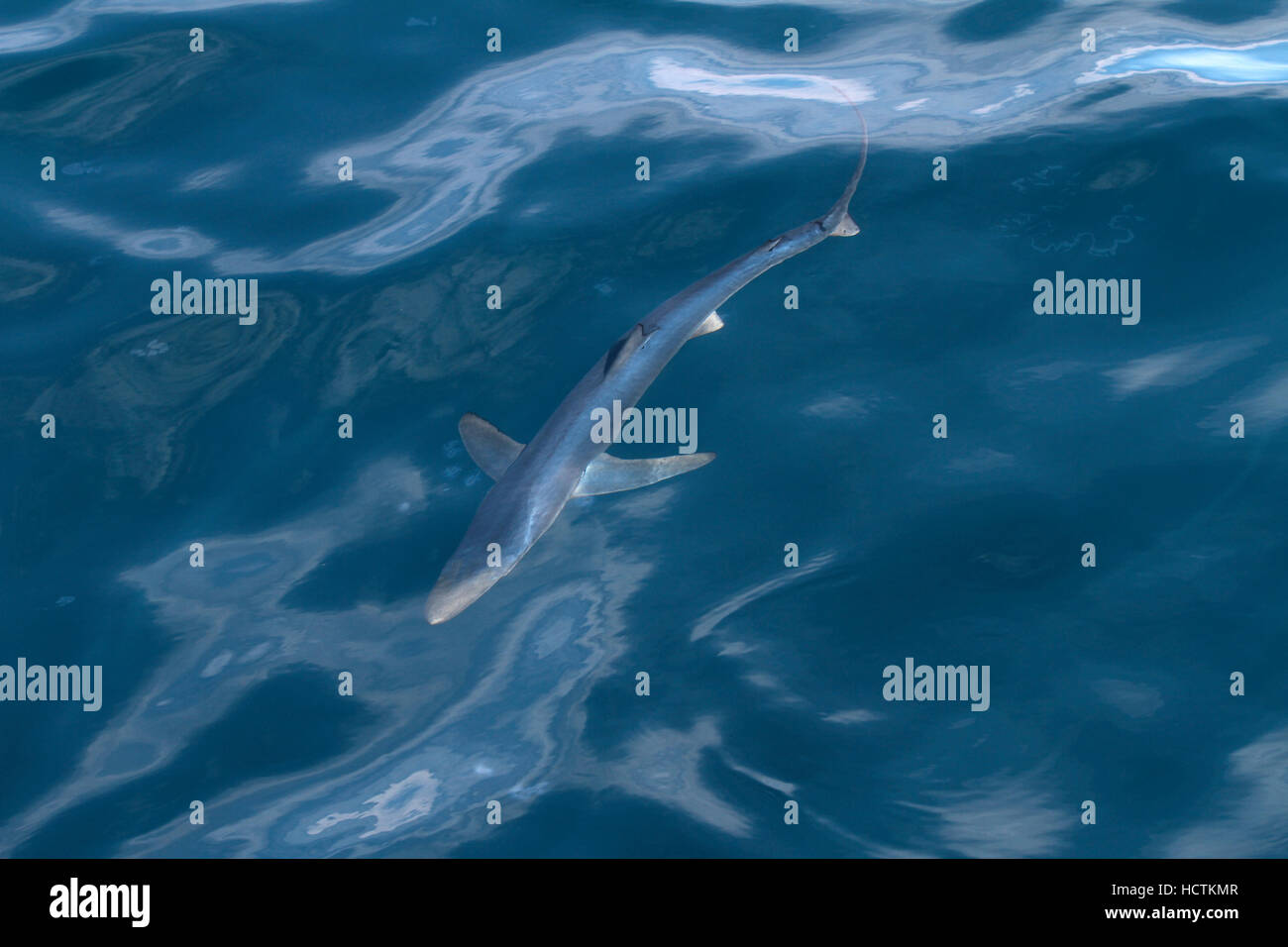 Blue Shark - Prionace glauca Stock Photo