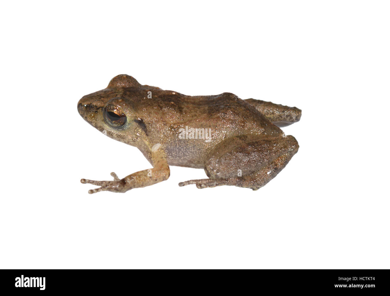 Whistling frogs Cut Out Stock Images & Pictures Alamy
