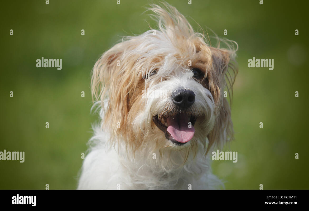 kromfohrländer, male, 4 years old Stock Photo