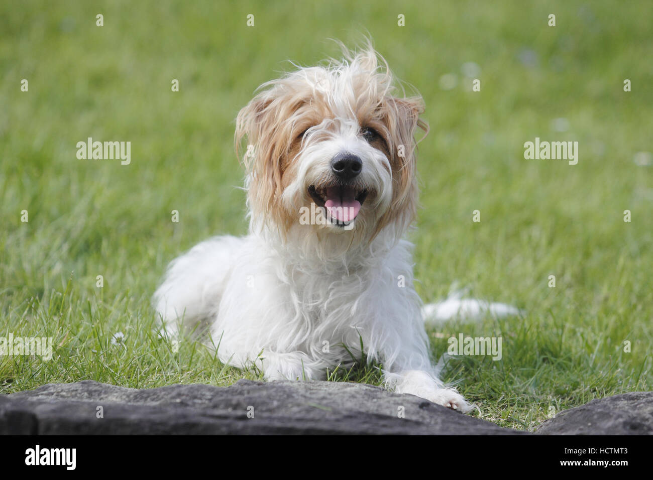kromfohrländer, male, 4 years old Stock Photo