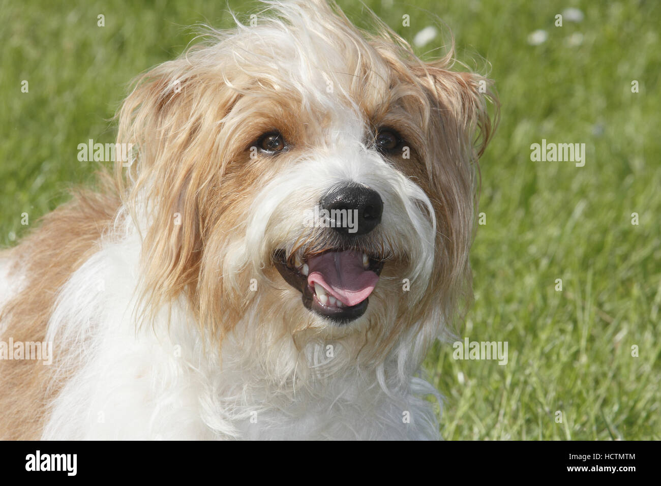 kromfohrländer, male, 4 years old Stock Photo